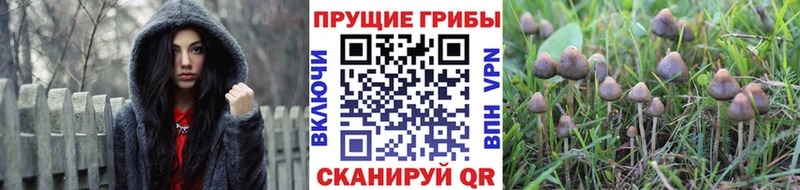 магазин продажи Киров Псилоцибиновые грибы Cubensis